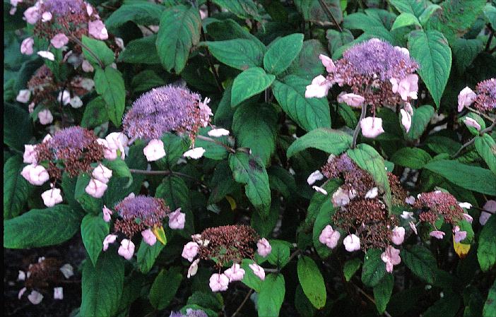 Hydrangea villosa 'Mauvette'