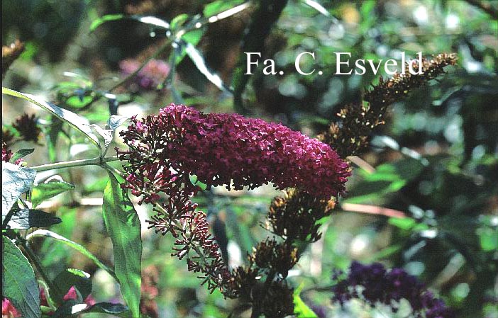 Buddleja davidii 'Summer Beauty'