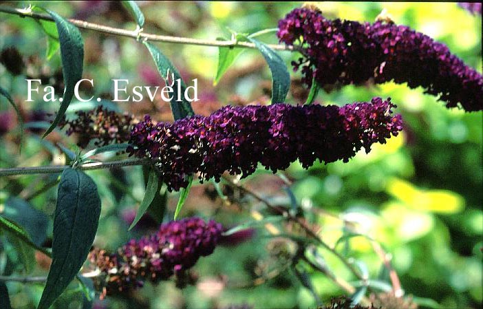 Buddleja davidii 'Black Knight'