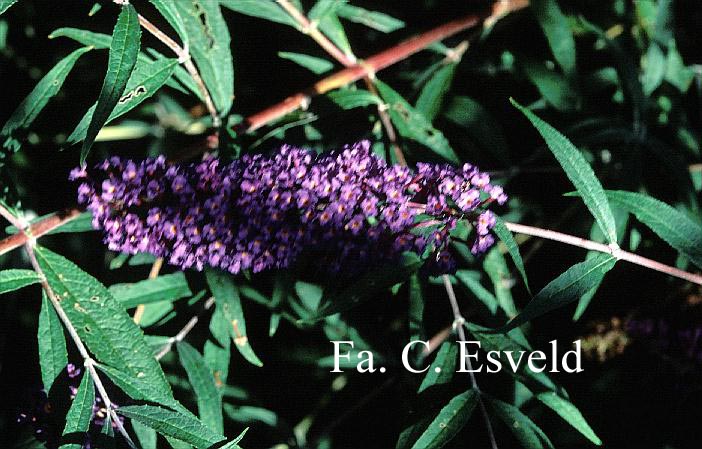 Buddleja davidii 'Nanho Blue'