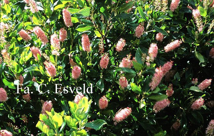 Clethra alnifolia 'Ruby Spice'