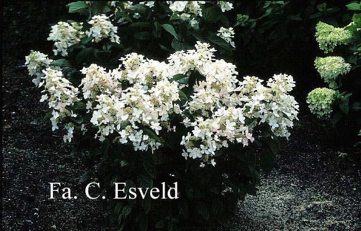 Hydrangea paniculata 'Ammarin'