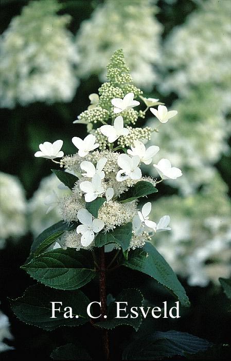 Hydrangea paniculata 'White Goliath'