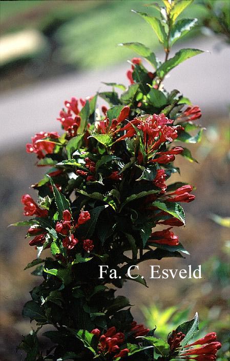 Weigela 'Red Prince'