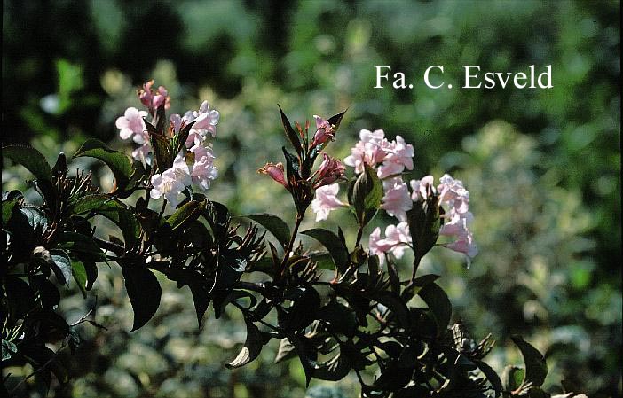 Weigela 'Rosea'