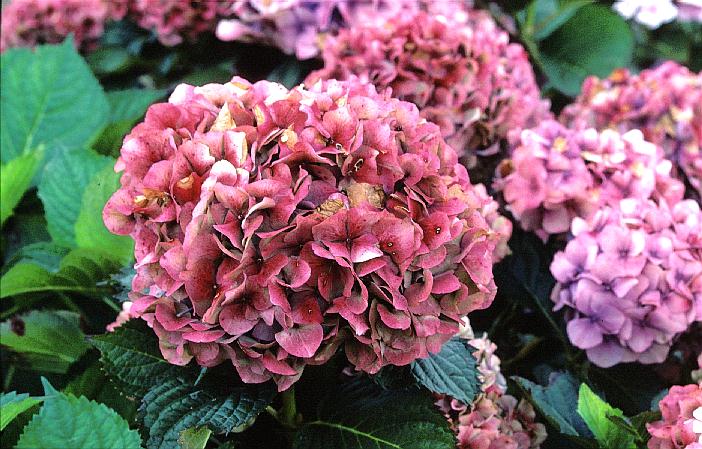 Hydrangea macrophylla 'Altona'