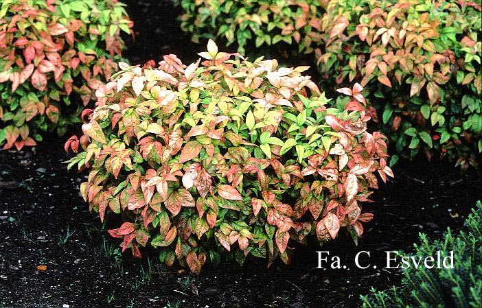 Nandina domestica 'Fire Power'