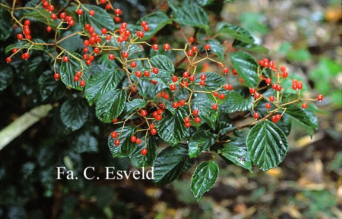 Viburnum 'Oneida'