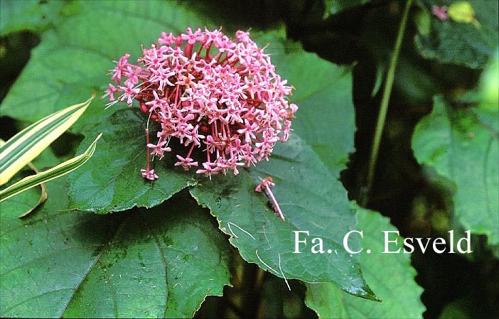 Clerodendrum bungei