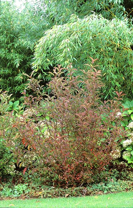 Viburnum erubescens