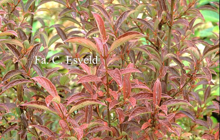 Viburnum erubescens