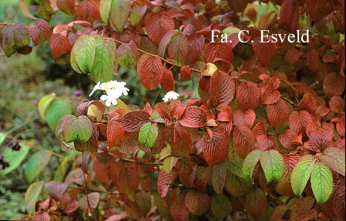 Viburnum plicatum 'Shasta'