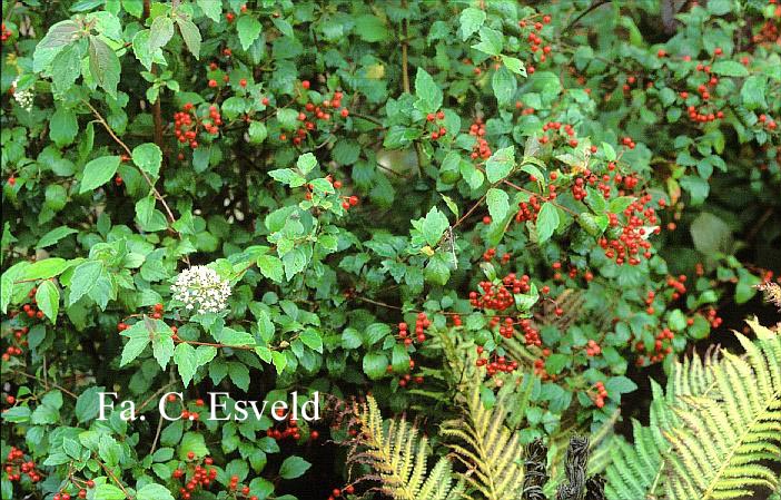 Viburnum mullaha