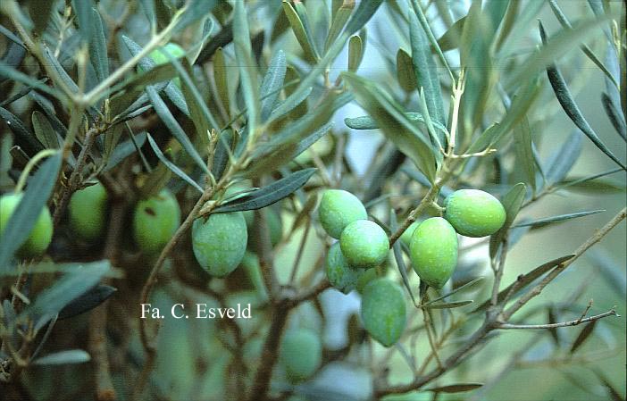 Olea europaea