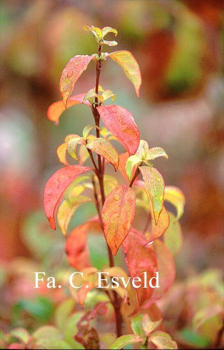 Cornus hongkongensis