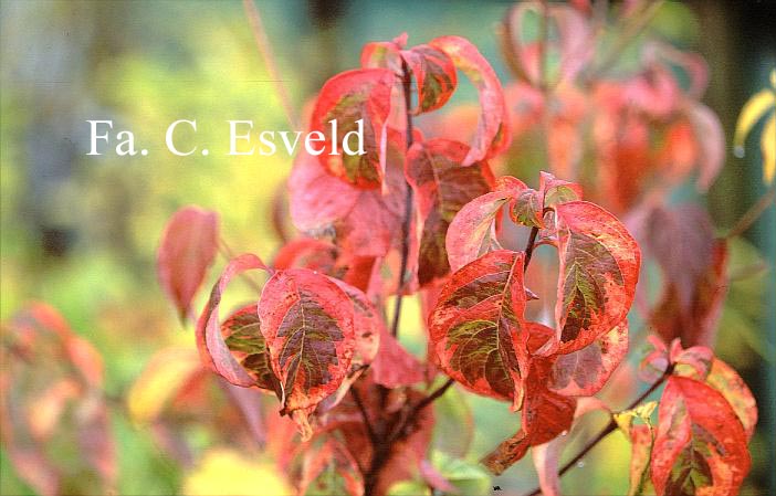 Cornus florida 'Sunset' (CHEROKEE SUNSET)