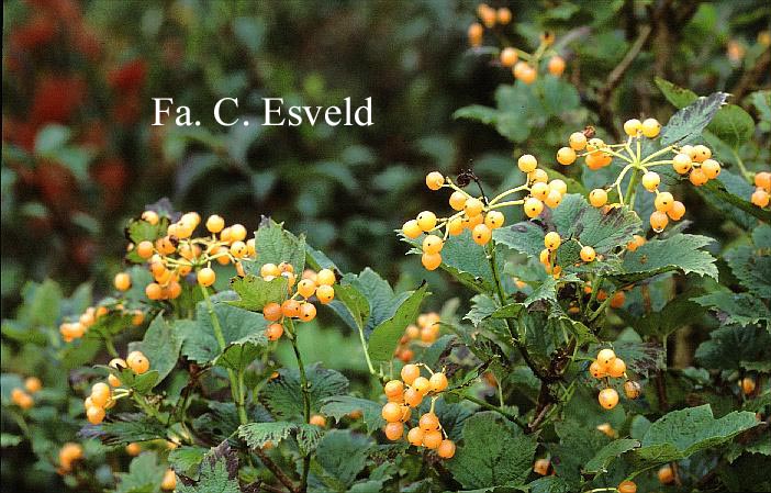 Viburnum opulus 'Xanthocarpum'