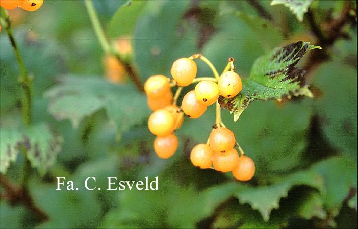 Viburnum opulus 'Xanthocarpum'