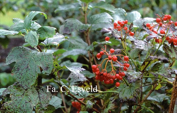 Viburnum acerifolium