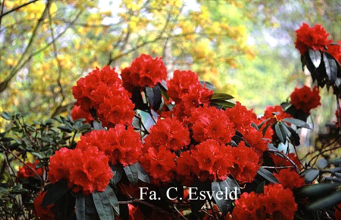 Rhododendron 'Grace Seabrook'