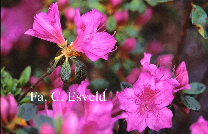 Azalea 'Simplon'