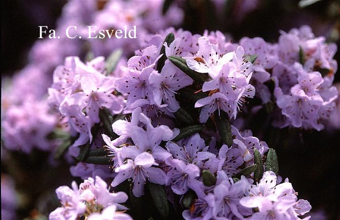 Rhododendron hippophaeoides