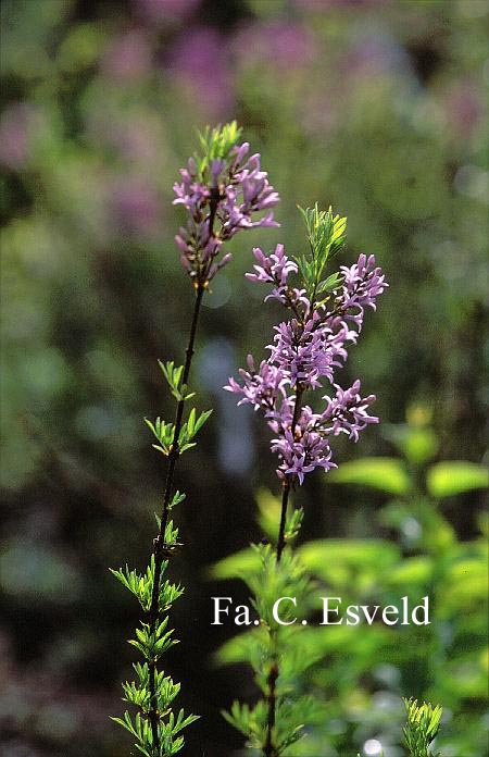 Syringa protolaciniata 'Kabul'