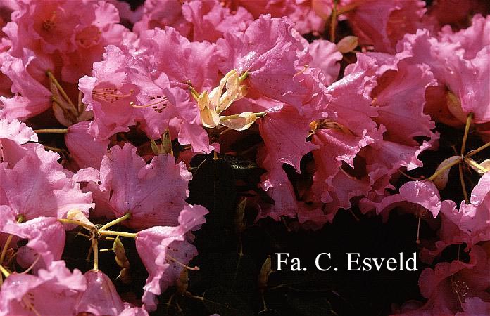 Rhododendron 'Linda'