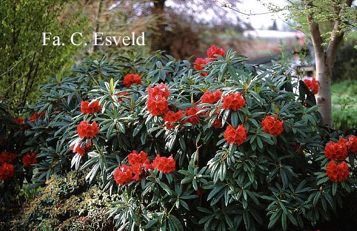 Rhododendron 'Double Winner'
