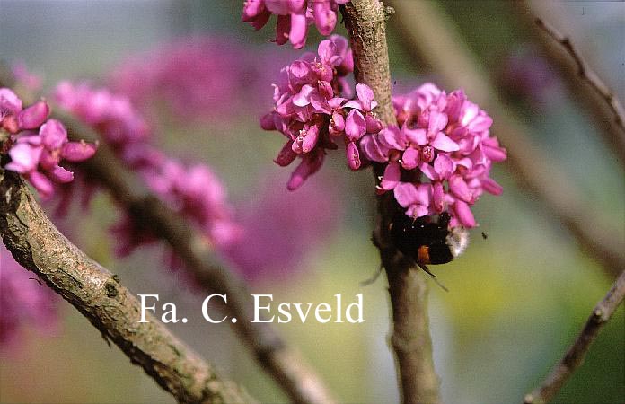 Cercis chinensis 'Avondale'