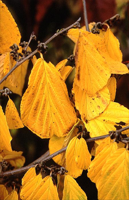 Hamamelis intermedia 'Westerstede'