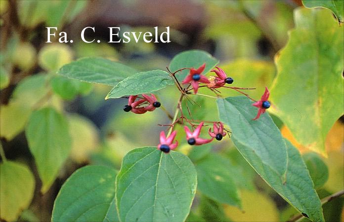 Clerodendrum trichotomum 'Purple Blaze'