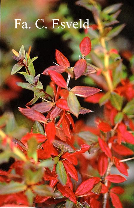 Berberis frikartii 'Verrucandi'