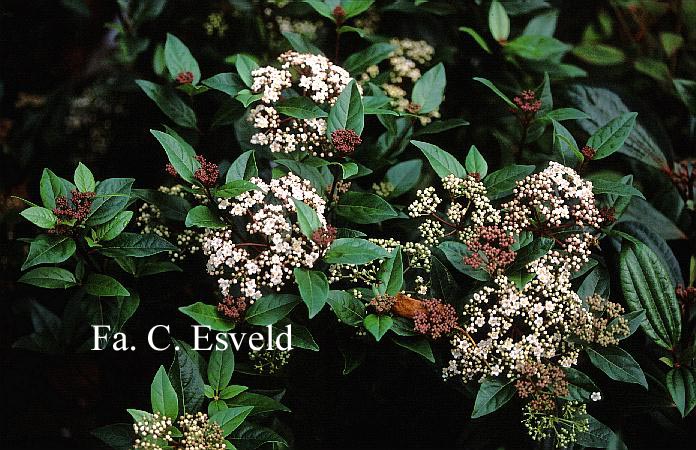 Viburnum tinus 'Anvi' (SPIRIT)