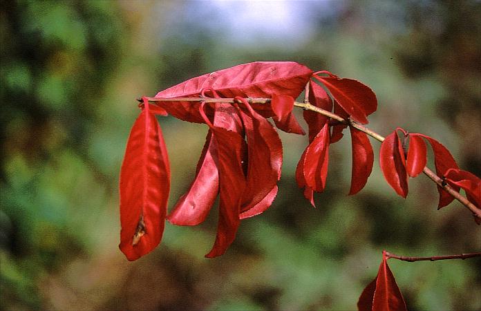 Euonymus grandiflorus