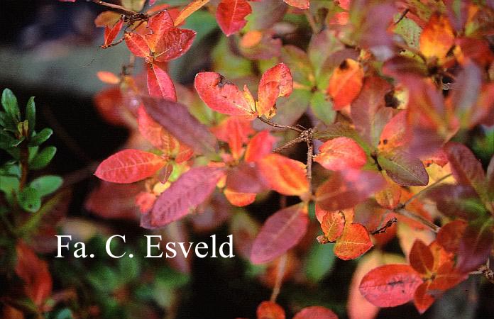 Azalea 'Antilope'