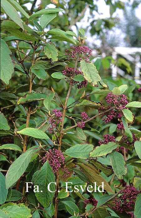 Callicarpa yunnanensis