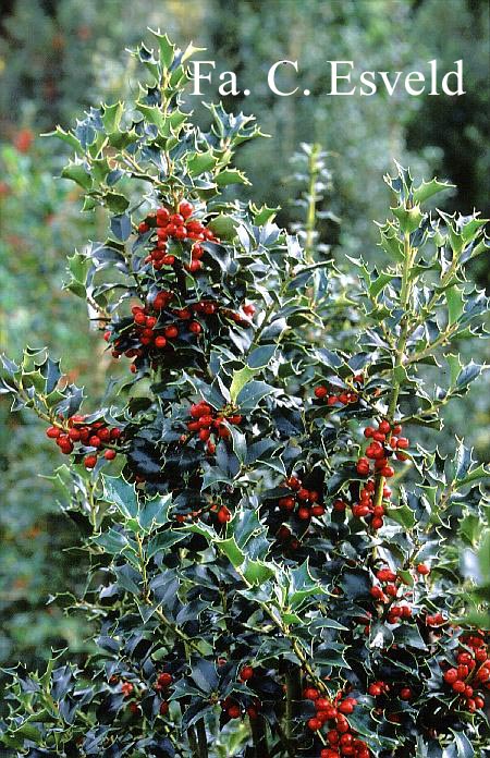 Ilex aquipernyi 'San Jose'