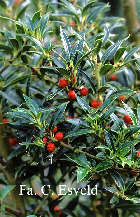 Ilex aquifolium 'Harpune'