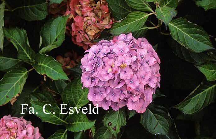 Hydrangea macrophylla 'Rosita'