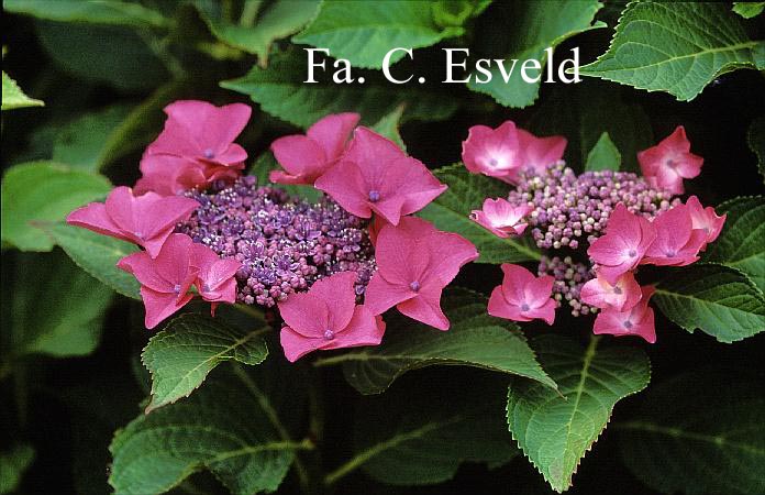 Hydrangea macrophylla 'Flamingo'