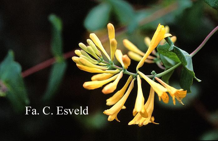 Lonicera brownii 'Toison D'Or'