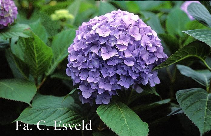 Hydrangea macrophylla 'Otaksa'