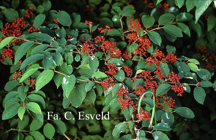 Viburnum plicatum