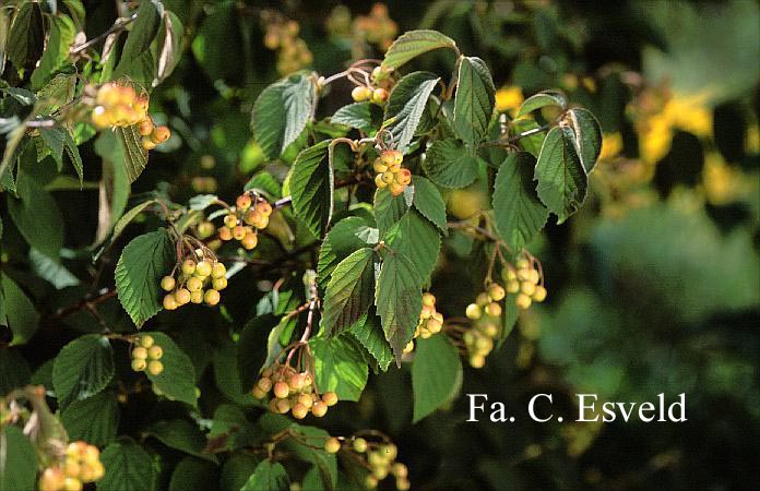 Viburnum hupehense