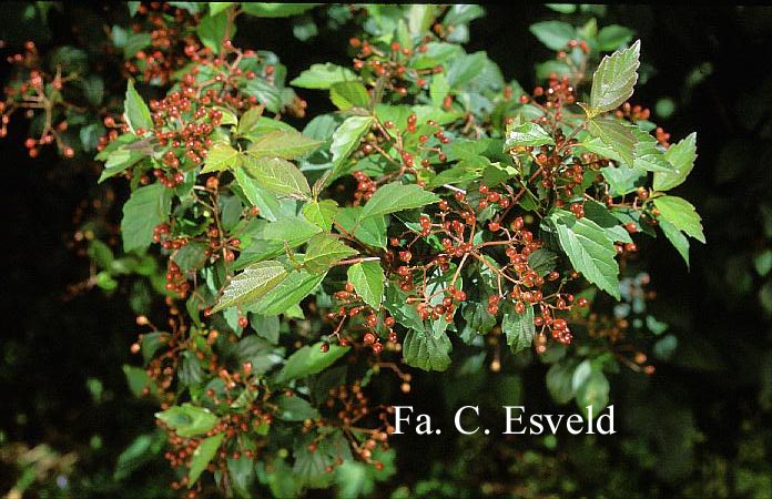 Viburnum mullaha