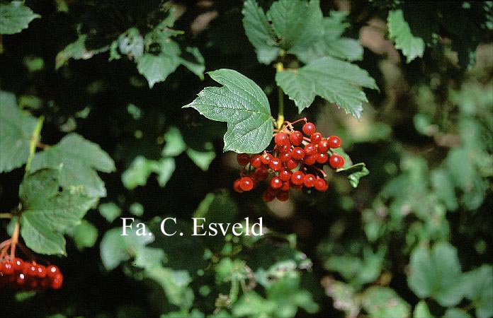 Viburnum acerifolium