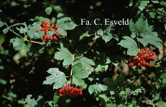 Viburnum acerifolium