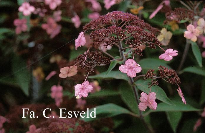 Hydrangea villosa 'Spinners'