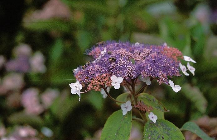 Hydrangea aspera 'Rowallane'